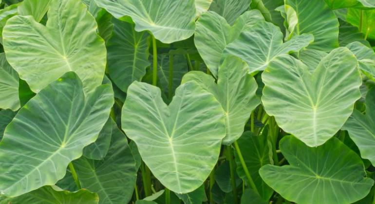 Alimentação vegana e plantas alimentícias são temas da programa de extensão Plantas de taioba