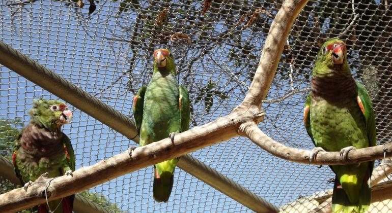 Três aves da espécie ameaçada de extinsão Papagaio-de-peito-roxo em viveiro no Jardim Zoológico, onde houve reprodução. Filhote entre os pais. 