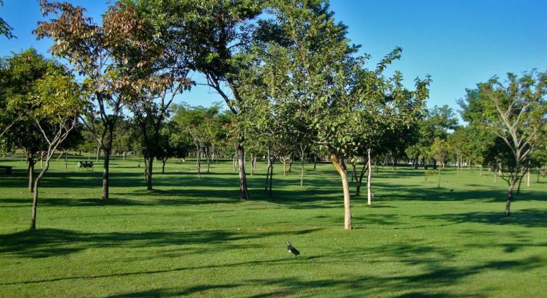 Resiliência urbana, controle de pragas e cozinha natural são temas de palestras Parque Ecológico da Pampulha, com grama verde e pequenas árvores, em dia de céu claro.