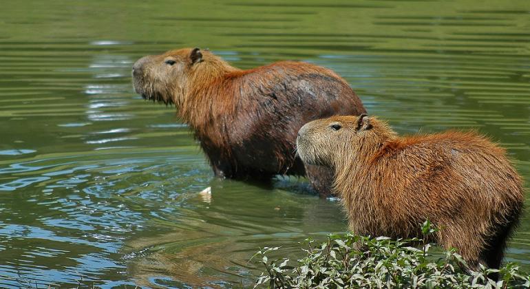 A PBH concluiu, em junho, aproximadamente 50% do trabalho de manejo das capivaras que vivem na Orla da Lagoa da Pampulha. Foto: Carlos Avelin/PBH Duas capifaras na baira da Lagoa da Pampulha.