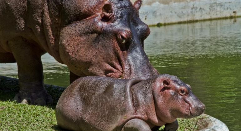 Filhota e mãe de hipopótama na grama, próximo a um lago