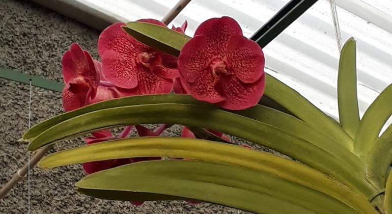 O orquidário do Parque Municipal Américo Renné Giannetti, no centro da cidade, é reaberto ao público no dia 19 de junho. Orquídea vermelha com folhas verdes no orquidário do Parque Municipal.