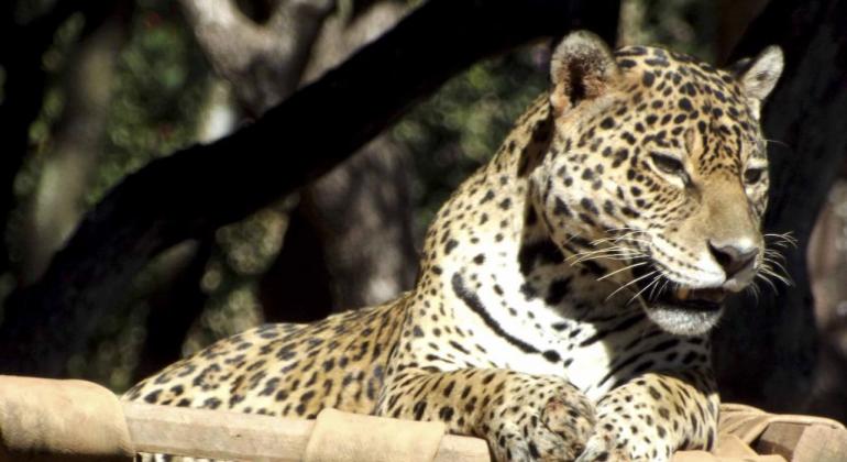 Onça-pintada em seu recinto no Jardim Zoológico de Belo Horizonte