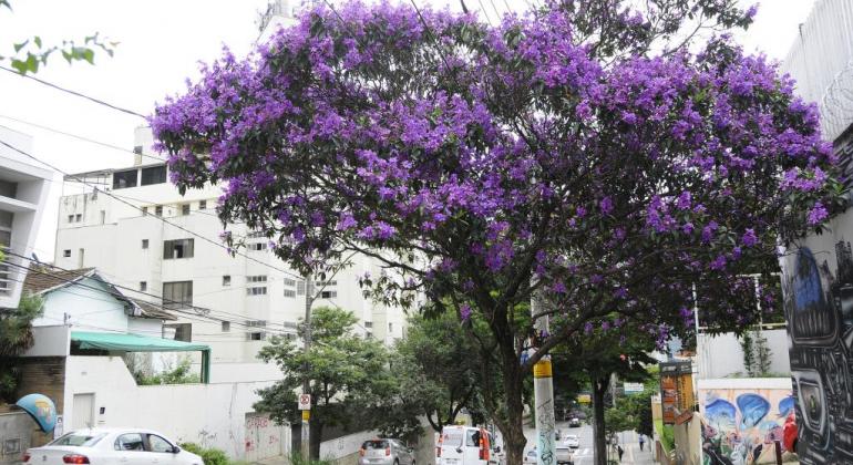 Quaresmeira florida na calçada de rua no centro de Belo Horizonte.