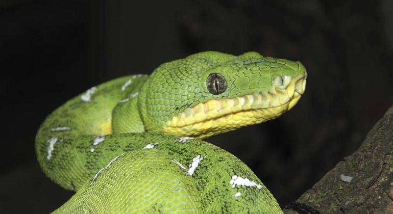 Foto de uma cobra verde em fundo preto
