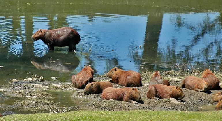 Sete capivaras na orla da Lagoa da Pampulha, durante o dia.