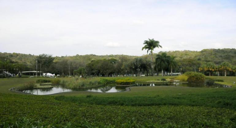 Reserva Ecológida da Usiminas. Árvores, lago, grama.