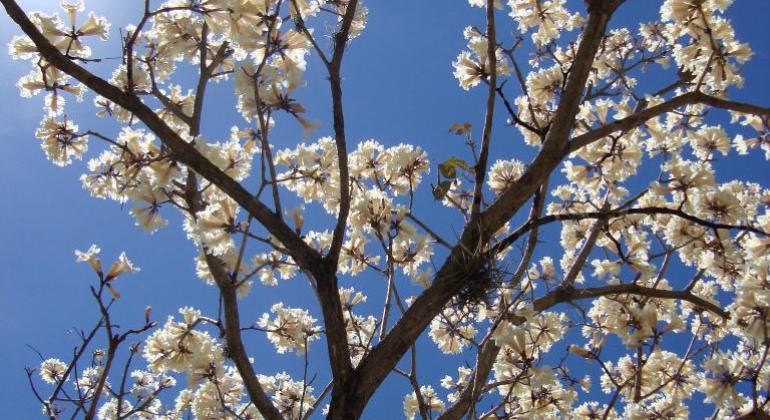 Galhos de uma árvore de ipê branco florido
