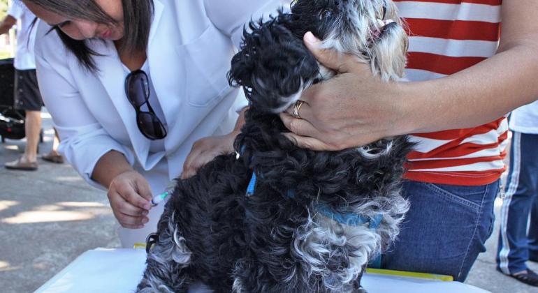 Cão do pelo preto é vacinado por servidora da saúde