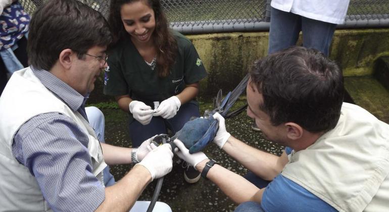 Três profissionais da Fundação de parques municipais e zoobotânica realizam procedimento de saúde em uma ave