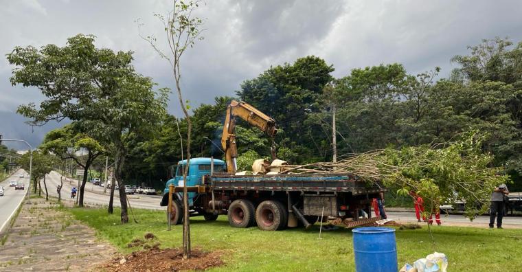 Prefeitura de Belo Horizonte finaliza o plantio de 63 novas árvores na Pampulha