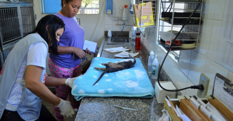 Veterinárias e gato na mesa de castração