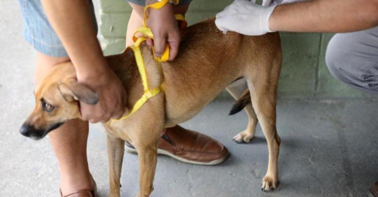 Prefeitura de BH mantém vacinação de cães e gatos contra a raiva