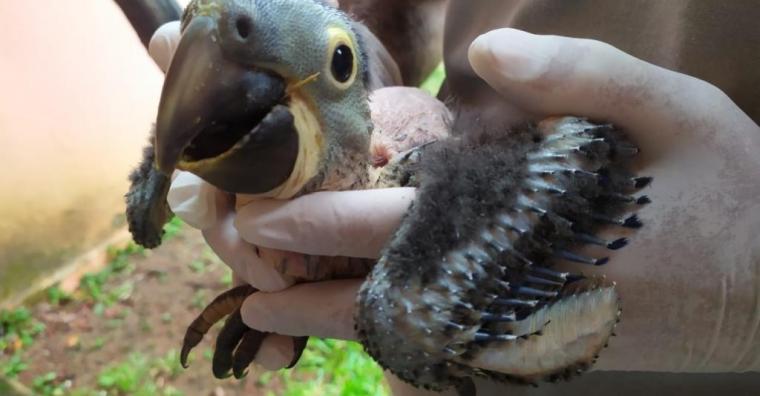 Segundo filhote de arara-azul-grande nasce no Zoológico de BH Segundo filhote de arara-azul-grande nasce no Zoológico de BH