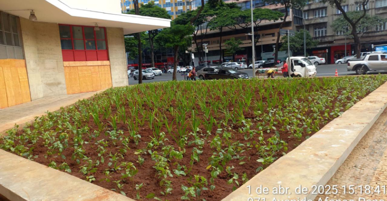 Plantio - Praça Indepedência