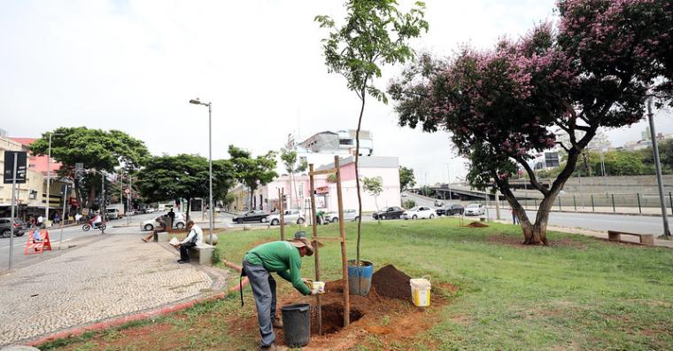 Árvores serão plantadas por toda a cidade