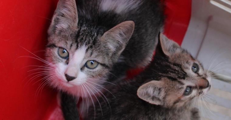 Adota BH oferece mais de 300 animais e busca ampliar a rede de guarda responsável