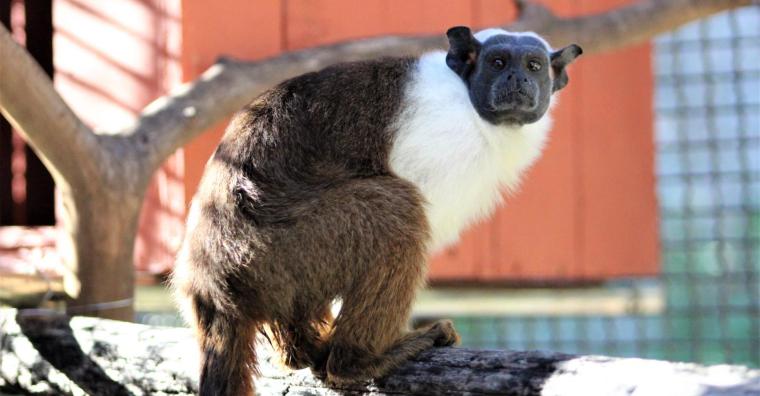 Ameaçada de extinção, fêmea de sauim-de-coleira é a primeira da espécie no Zoo de BH