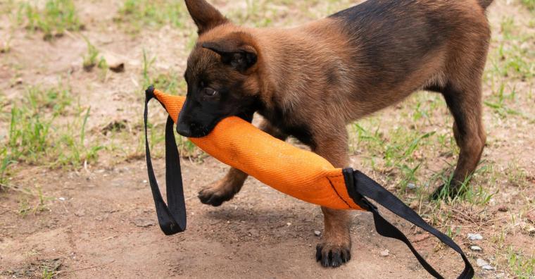 Filhote de cachorro da raça Pastor Belga Malinois da Guarda Municipal durante treinamento