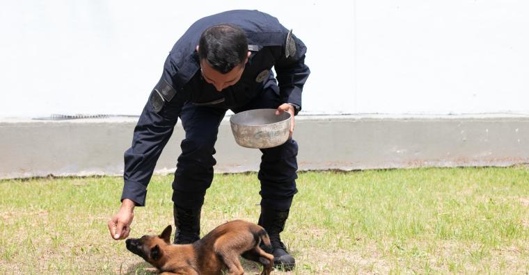 Filhote de cachorro da raça Pastor Belga Malinois da Guarda Municipal durante treinamento