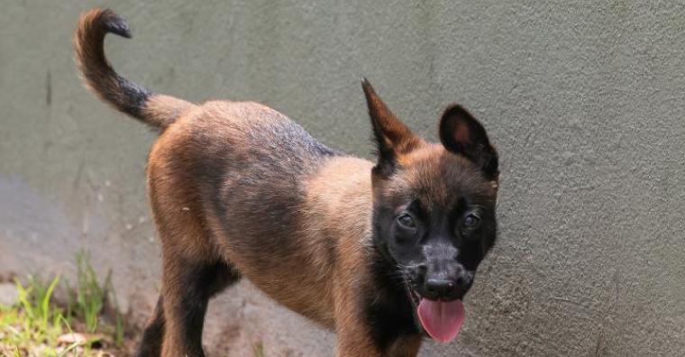 Filhote de cachorro da raça Pastor Belga Malinois da Guarda Municipal durante treinamento