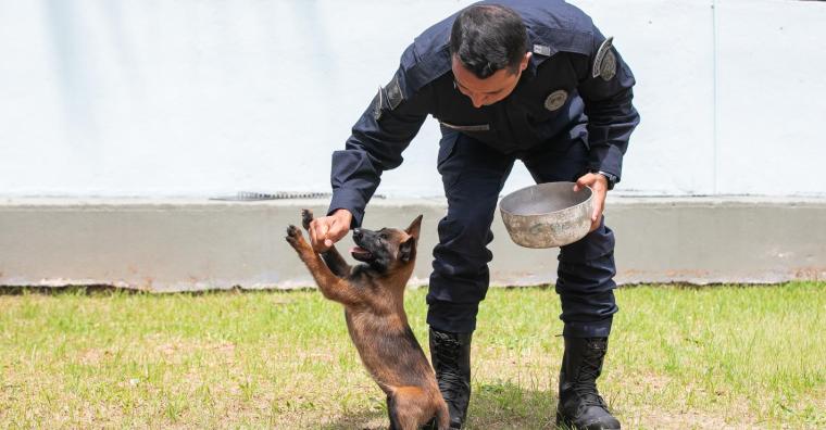 Filhote de cachorro da raça Pastor Belga Malinois da Guarda Municipal durante treinamento