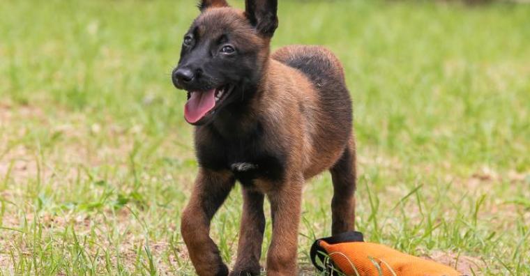 Filhote de cachorro da raça Pastor Belga Malinois da Guarda Municipal durante treinamento