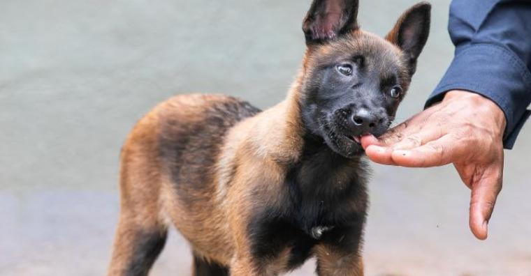 Filhote de cachorro da raça Pastor Belga Malinois da Guarda Municipal durante treinamento