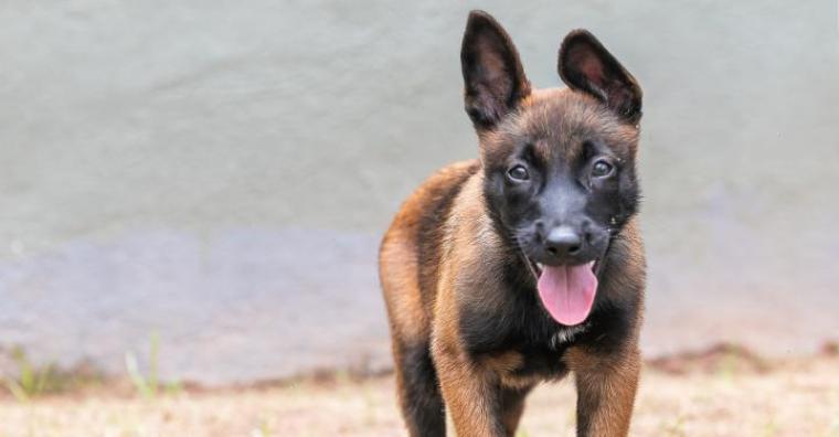 Filhote de cachorro da raça Pastor Belga Malinois da Guarda Municipal durante treinamento
