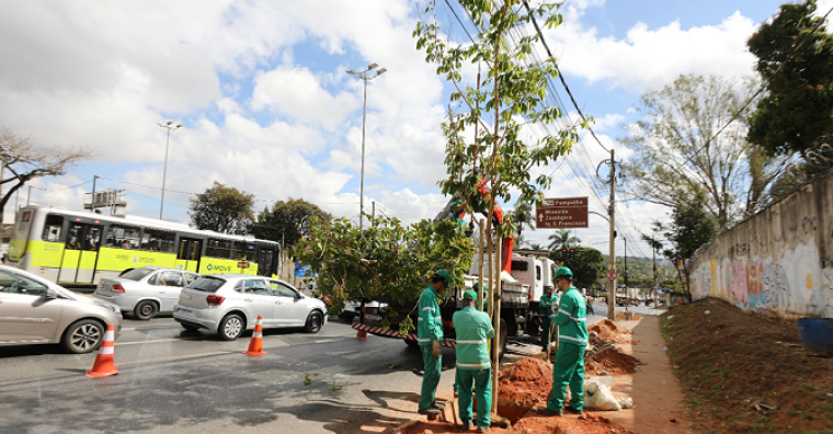 Prefeitura de BH inicia pela Pampulha plantio de mais de mil árvores adultas na cidade