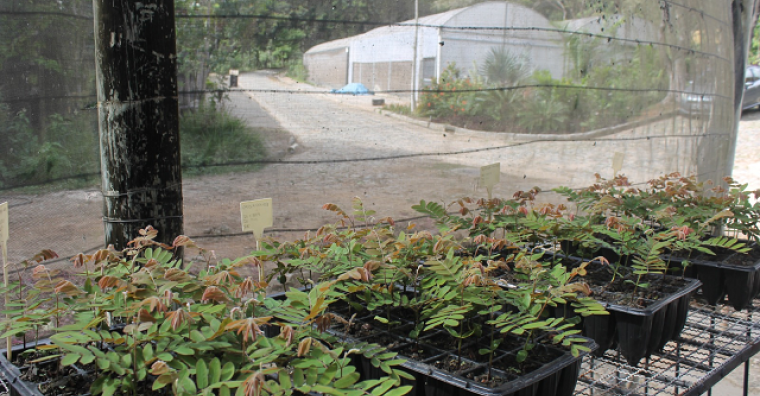 Composto produzido pelo Jardim Botânico apresenta resultados positivos no cultivo de ipês e outras espécies
