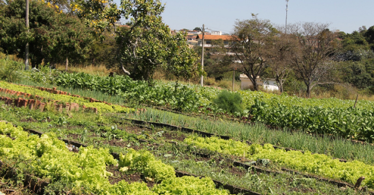 Zoológico de BH é referência nacional na produção de hortaliças e capim para alimentar os animais