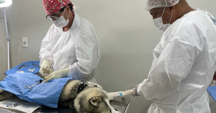 Castração de cães e gatos será agendada pelo gov.br