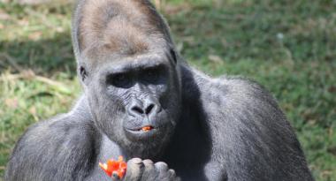 Gorilas serão transferidos do Zoo de BH