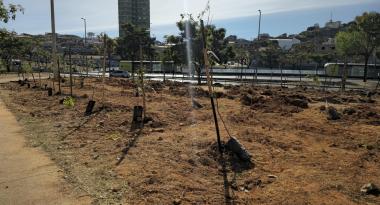 Para celebrar o Dia da Árvore, PBH planta 130 mudas no Nova Cachoeirinha