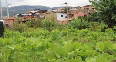 Prefeitura abre inscrições para curso de Agroecologia em 2022 Imagem de horta comunitária em Belo Horizonte
