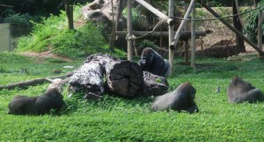Atividade no Zoológico marca o Dia Mundial do Gorila