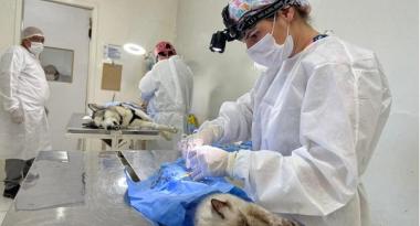 PBH abre unidade em Venda Nova e aumenta vagas para castração de cães e gatos