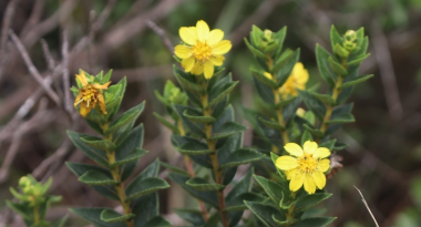 Herbário do Jardim Botânico da PBH revela novas espécies da flora mineira