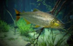 Peixe Dourado em tanque do Aquário da Bacia do Rio São Francisco 