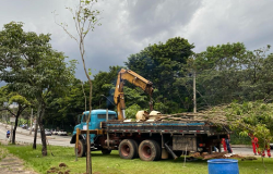 Prefeitura de BH inicia plantio de árvores na região da Pampulha nesta sexta-feira