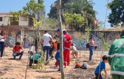 Servidores municipais e voluntários durante ação de plantio de árvores, na Pampulha.