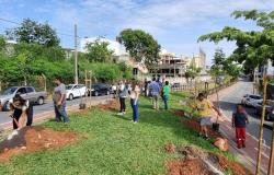 Plantio de árvores marca início do Corredor Verde no bairro Liberdade 