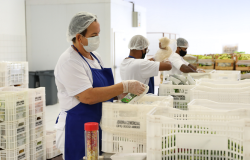Banco de Alimentos de Belo Horizonte recebe 2,2 toneladas de alimentos frescos