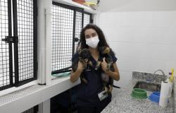 Hospital Veterinário já atendeu mais de 7.380 cães e gatos neste ano