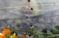 Ambiente em Foco: Como utilizar joaninhas e crisopídeos para afastar insetos