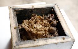  Inscrições abertas para o Ambiente em Foco Virtual sobre abelhas sem ferrão 