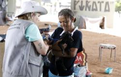 Animais tutelados por pessoas em situação de rua recebem cuidados veterinários da PBH 