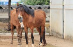 Prefeitura destina equinos resgatados na capital à adoção responsável