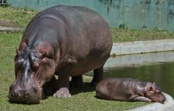 Hipopótamo adulto e filhote tomando sol no zoológico de Belo Horizonte